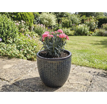 Anjerplant in gestructureerde keramische bloemenvaas in de tuin