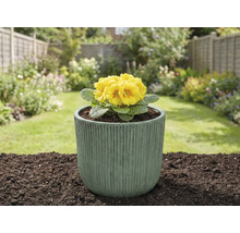 Gele sleutelbloem in een plantenbak in de tuin.