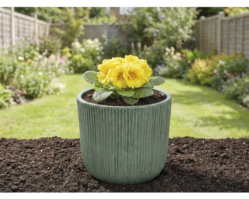 Gele sleutelbloem in een plantenbak in de tuin.
