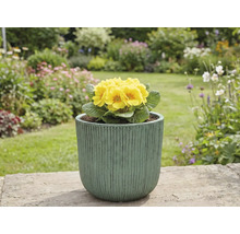 Gele sleutelbloem in pot in de tuin