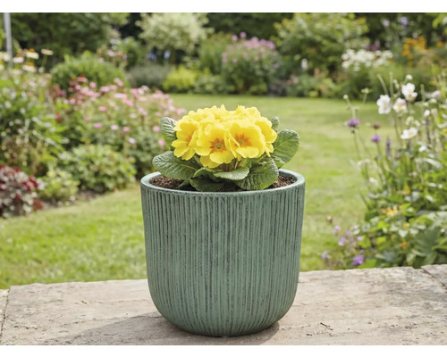 Gele sleutelbloem in pot in de tuin