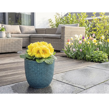 Gele sleutelbloem in blauwe bloempot op terras met tuinmeubelen en bloementuin