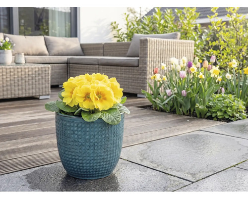 Gele sleutelbloem in blauwe bloempot op terras met tuinmeubelen en bloementuin