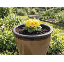 Gele sleutelbloem in een bruine bloempot in de tuin.