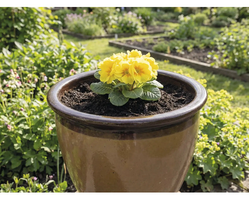 Gele sleutelbloem in een bruine bloempot in de tuin.