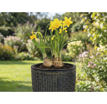 Gele narcissen in een pot op een terras