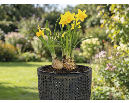Gele narcissen in een pot op een terras