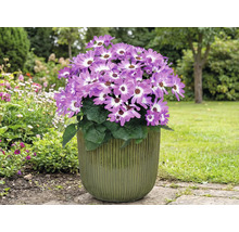 Bloeiende cineraria in een pot in de tuin