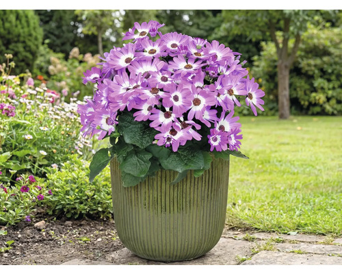 Bloeiende cineraria in een pot in de tuin