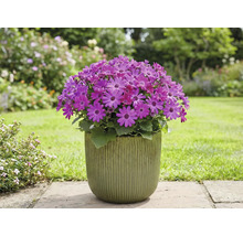 Bloeiende Cineraria in pot in de tuin.