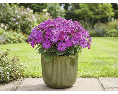 Bloeiende Cineraria in pot in de tuin.