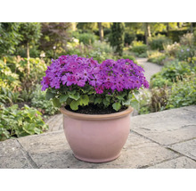 Bloempot met paarse bloemen op een terras