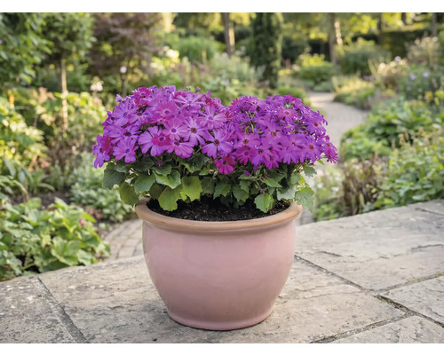 Bloempot met paarse bloemen op een terras