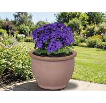 Blauwe bloeier in een terracotta pot in de tuin.