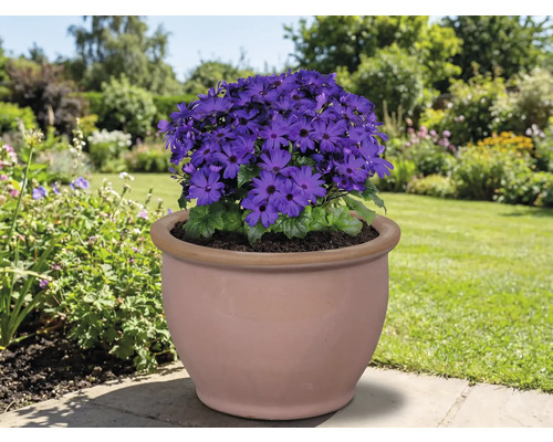 Blauwe bloeier in een terracotta pot in de tuin.