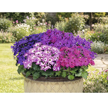 Gevulde pot met kleurrijke Senetti bloemen in de tuin