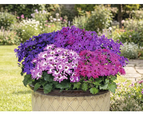 Gevulde pot met kleurrijke Senetti bloemen in de tuin