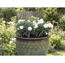 Witte anjers in een plantenbak in de tuin