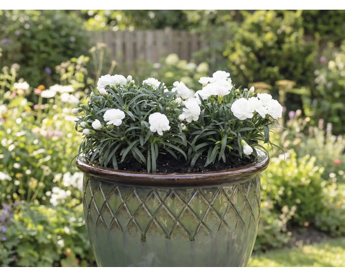 Witte anjers in een plantenbak in de tuin