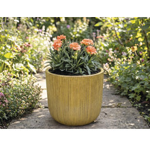 Anjers in geribbelde plantenbak in de tuin