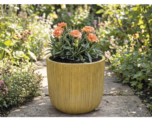 Anjers in geribbelde plantenbak in de tuin