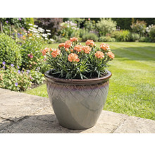 Anjers in pot op tuintegels