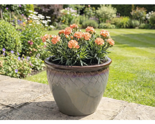 Anjers in pot op tuintegels