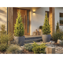 Entree van een huis met twee cipressen in plantenbakken