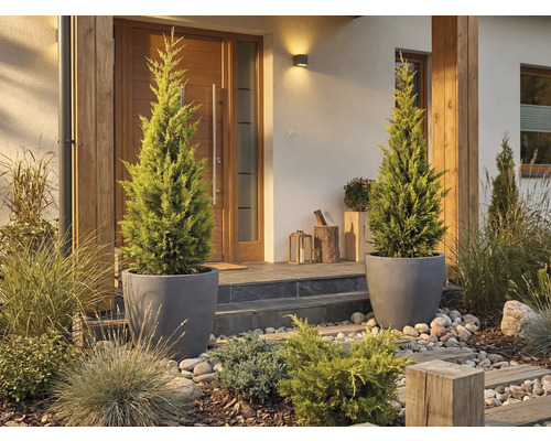 Entree van een huis met twee cipressen in plantenbakken