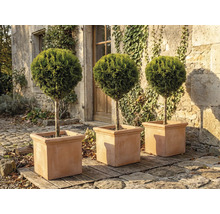 Drie ronde cipressen in vierkante plantenbakken in de tuin.