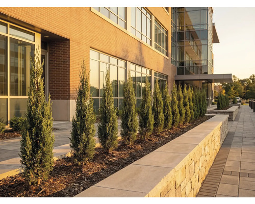 Buitenaanzicht van een gebouw met cipressen langs het voetpad