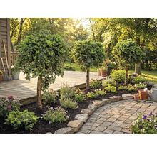 Aangelegde tuin met sierbomen, bloemen en stenen