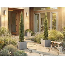 Decoratieve entree met twee slanke cipressen in vierkante plantenbakken