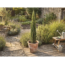 Italiaanse cipres in pot in de tuin