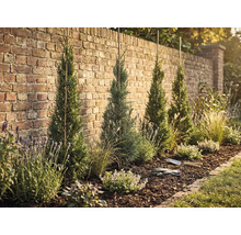 Aangelegde tuin met cipressen, lavendel en mulch