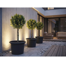 Drie vormsnoeibomen in plantenbakken op een terras