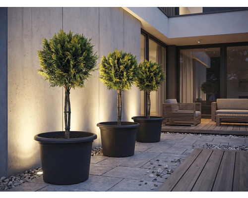 Drie vormsnoeibomen in plantenbakken op een terras