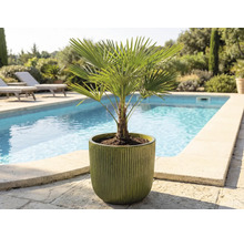 Hennep palm in een pot buiten