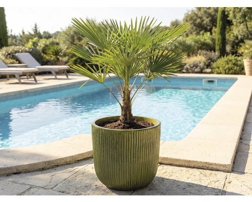 Hennep palm in een pot buiten