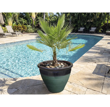 Dwergpalm in een pot aan de rand van het zwembad