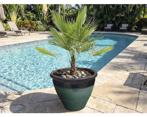 Dwergpalm in een pot aan de rand van het zwembad