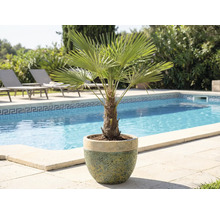 Dwergpalm in pot bij zwembad en ligstoelen