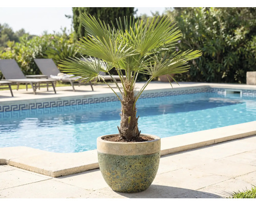 Dwergpalm in pot bij zwembad en ligstoelen