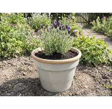 Lavendel in pot in de tuin