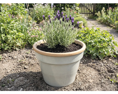 Lavendel in pot in de tuin