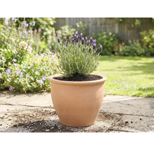 Lavendel in een terracotta pot in de tuin.