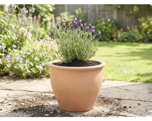 Lavendel in een terracotta pot in de tuin.