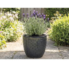 Lavendel in een gestructureerde bloempot in de tuin