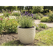 Lavendel in een pot in de tuin.