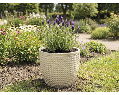 Lavendel in een pot in de tuin.